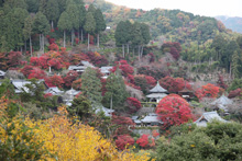 善峯寺境内遠景