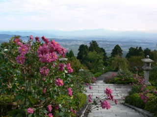 秋明菊の咲く境内特別案内