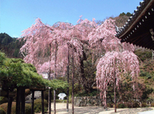 桂昌院お手植えの枝垂れ桜