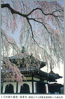 しだれ桜と経堂・善峯寺