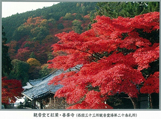 観音堂と紅葉・善峯寺