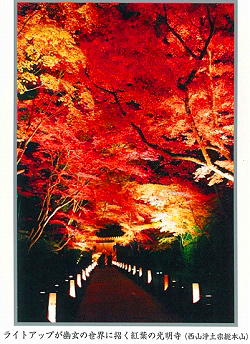 ライトアップが幽玄の世界に招く紅葉の光明寺
