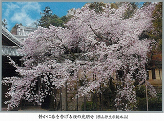 静かに春を告げる桜の光明寺