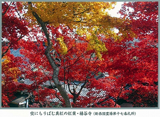 空にちりばむ深紅の紅葉・楊谷寺