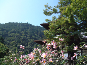 一重の秋明菊　多宝塔