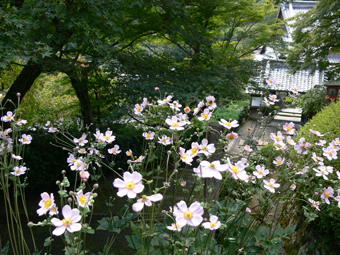 一重の秋明菊　本坊前参道