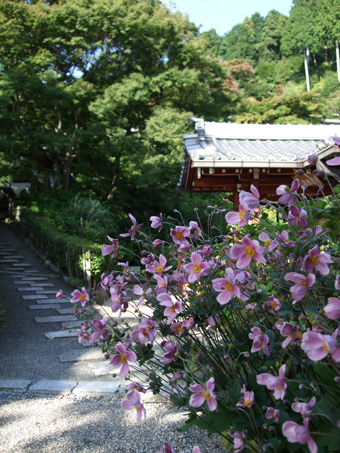 一重の秋明菊　幸福地蔵堂前