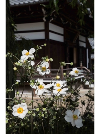 一重の秋明菊 釈迦堂前