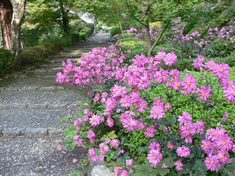 八重の秋明菊　多宝塔南下参道