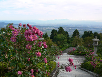 八重の秋明菊 薬師堂前より京都市街を望む