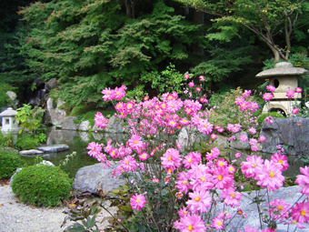 八重の秋明菊　蓮華寿院庭