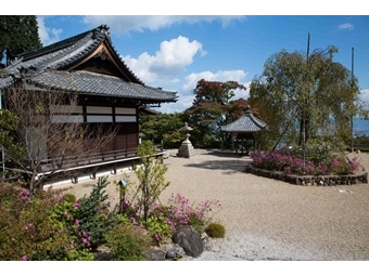 八重の秋明菊　釈迦堂前