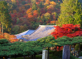 遊龍の松と向山