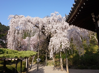 桂昌院お手植えの枝垂れ桜