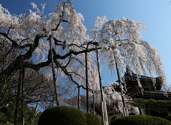 桂昌院お手植えの枝垂れ桜