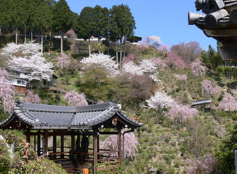 白山 桜あじさい苑。斜面一面に桜が咲きます