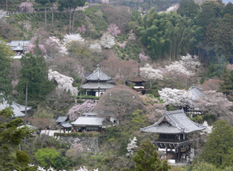 境内遠景　4月中旬撮影