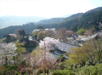 奥の院より境内の様子　4月中旬撮影